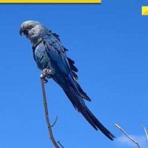 Vantara partners with ACTP to reintroduce 41 extinct-in-the-wild Spix’s Macaws in Brazil