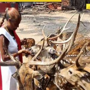 Meet Anuradha Rao, Andaman’s ‘Deer Woman’ key in bridging gap between humans, wildlife
