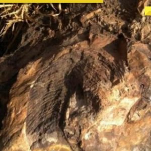Rare fossil, dating back 14 crore years, discovered in THIS Indian state, geologists say…