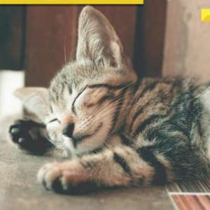 Unable to bear loss of beloved pet cat, woman kills self after waiting for it to ‘return to life’