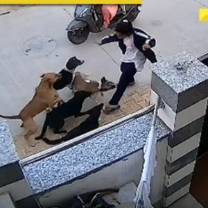 18-year-old girl attacked by nearly 10 stray dogs in Rajasthan’s Alwar in viral video; WATCH