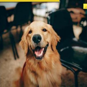 Man approaches High Court after housing society bans his blind pet dog from…