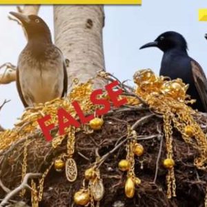 DNA Verified: Did birds steal gold jewellery to make nest? Know the truth behind viral video