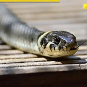 Meerut woman, lover kill her husband, get snake to bite body to cover up murder; arrested