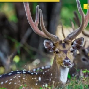 Good news for Noida residents! City set to open its first Deer Park and sunset safari in THIS sector