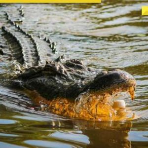 Who is ‘Doctor Death’? Doctor-turned-serial killer infamous for feeding victims to crocodiles arrested by Delhi police