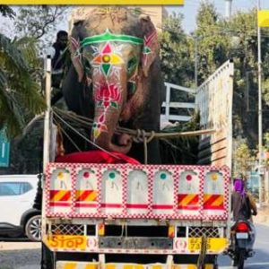 Caught on cam: Three elephants goes out of control, tramples people causing chaos in Ahmedabad’s Rath Yatra 2025, watch