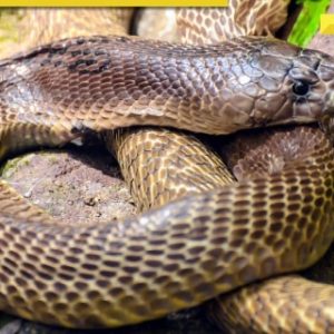SHOCKING! 1-year-old child bites cobra to death in THIS state: ‘He was spotted with…’