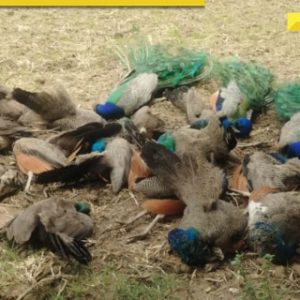 20 peacocks found dead under mysterious circumstances weeks after tigers, monkeys killed in Karnataka due to…
