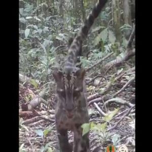Lucky encounter: WATCH viral video of a rare clouded mother leopard playing with her cubs in Northeast Indian forests