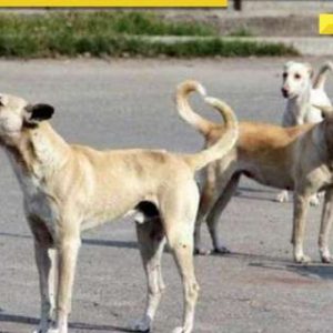 PETA India reacts to SC order on removal of stray dogs from Delhi-NCR streets: ‘Will cause uproar in…’