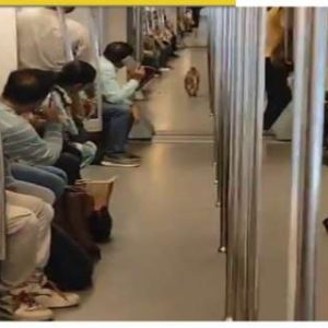 “Grand Entry…”: THRILLING video of a monkey running into a speeding Delhi metro, frightening the passengers goes viral – WATCH