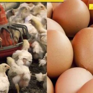 Bird flu alert in UP: CM Yogi Adityanath orders extra vigilance, calls for tightening security in…