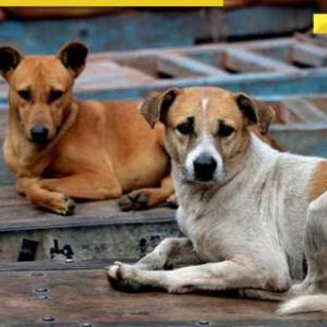 Stray dogs case: Amid row, bigger Supreme Court bench set to hear matter on…