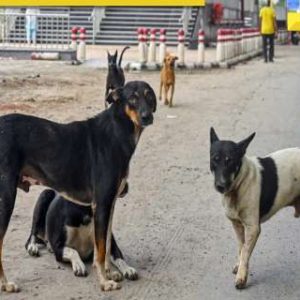 Amid backlash, bigger Supreme Court bench to hear Delhi-NCR stray dogs case today