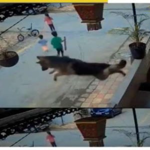 ‘Dogesh Bhai – The Real Bodyguard…’: WATCH this viral video of German Shepherd jumping from a balcony to protect children from a stray dog