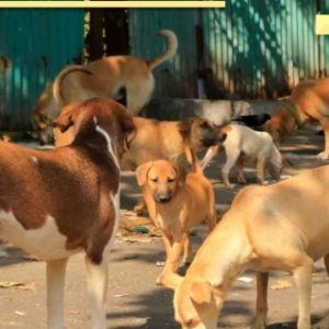 Supreme Court verdict on capture and relocation of stray dogs in Delhi-NCR today