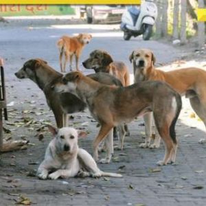 Animal activists hold protest at Delhi’s Rohini ABC centre over alleged cruelty to stray dogs, protestors demand…