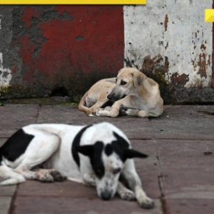 Life imprisonment for dogs? UP govt issues order on canine bites, know details here
