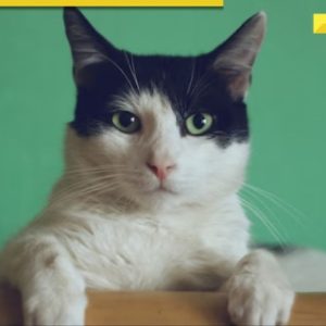 Have a cat? THIS city mandates license for pet felines, noncompliance to attract fine of Rs…