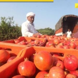 Pomegranate heist: Why are thieves stealing the fruit from orchards in Maharashtra?