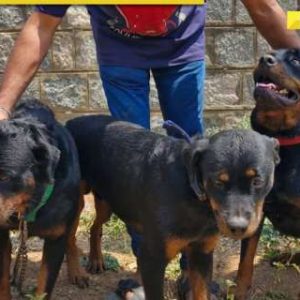 Karnataka SHOCKER: Woman mauled to death by two Rottweiler dogs in Davangere; dog owner arrested