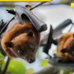West Bengal Nipah virus scare: Two nurses ‘very critical’, all you need to know about causes and symptoms