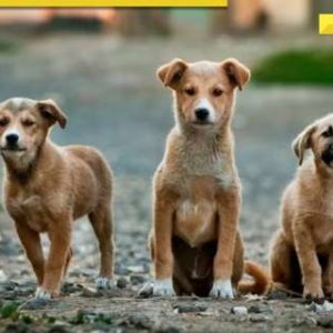 Stray dogs case: SC to impose heavy penalties on states for every dog bite death, says, ‘will be fixing heavy compensation’