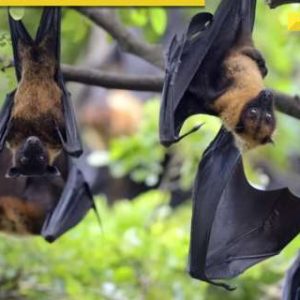 Nipah Virus: AIIMS doctor says highly infectious disease has ‘severe’ outcomes, how does it spread and is it deadly