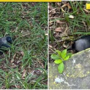 High alert in Chennai: Hundreds of crows killed, H5N1 virus advisory issued, does it affect humans?