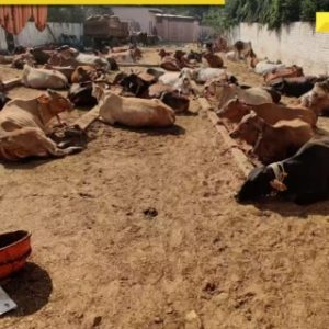 Delhi government releases Rs 20.26 crore for Gaushalas; licenses renewed