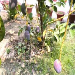 World’s most expensive mango found in Ayodhya? Meet the farmer growing the rare fruit at home