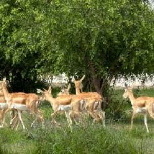 20 blackbucks reintroduced to Gujarat’s Banni Grasslands as state prepares to move more animals