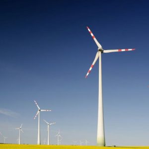 Minnesota green energy program funded by Obama fined for killing bald eagle: ‘National treasure’