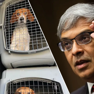 NIH closes experimentation labs accused of brutally killing thousands of beagles for 40+ years