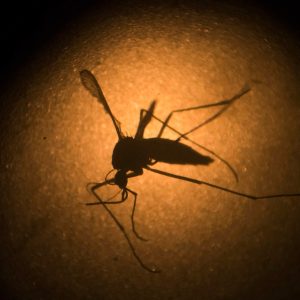 What is the deadly ‘Triple E’ mosquito virus spreading in northeastern US?
