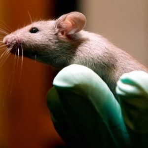 FDA phasing out some animal testing in ‘win-win’ for ethics and public health: commissioner