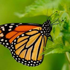Endangered monarch butterfly population surges 64 percent