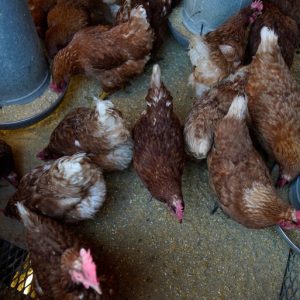 Is US egg shortage Biden’s fault, as Trump spokesperson claims?