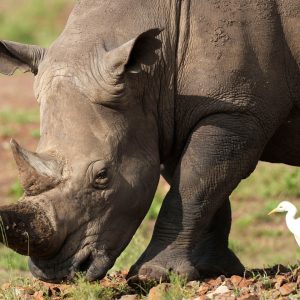 Rhino numbers tick higher, but poachers lurk amid high demand for horns
