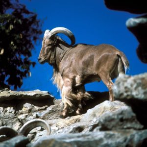 Texas legalizes shooting invasive sheep from a helicopter for sport