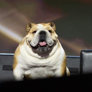 All about Babydog: The governor’s pet that stole the show at the RNC