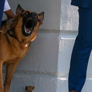 President Biden had front row seat to dog, Commander, repeatedly biting Secret Service agents: report