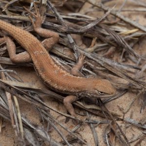 Paxton lawsuit prompts end of federal endangered species protection for Texas lizard