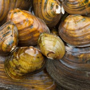 Six Texas freshwater mussels, the “livers of the rivers,” added to endangered species list