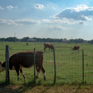 Bills aimed at studying, restricting “forever chemicals” in Texas fail