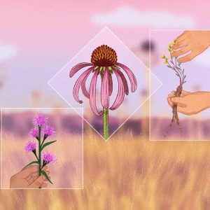 The guerilla campaign to save a Texas prairie from “silent extinction”