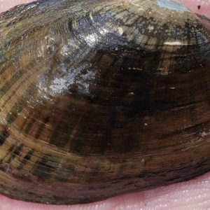Texas Attorney General Ken Paxton sues Biden administration over listing freshwater mussels as endangered