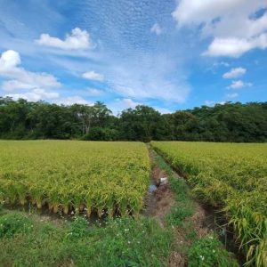 Taiwan struggles to reconcile climate ambitions and chip manufacturing