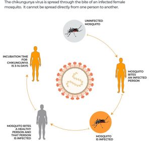 What is the chikungunya virus, how are countries such as China battling it?